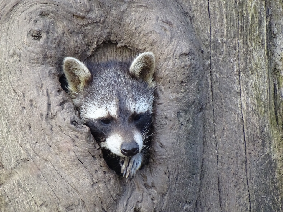 Fauna silvestre mamífero mapache