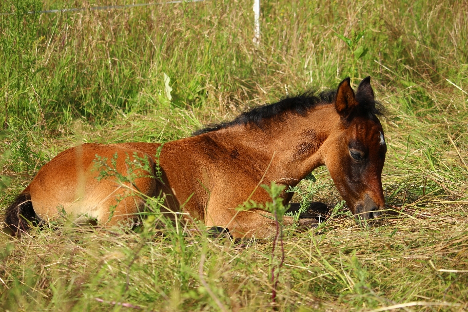 Grama prado
 pradaria
 pasto
