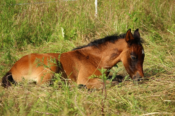 Grass meadow prairie pasture Photo