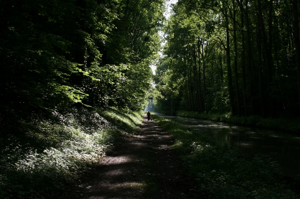 Landscape tree nature forest Photo