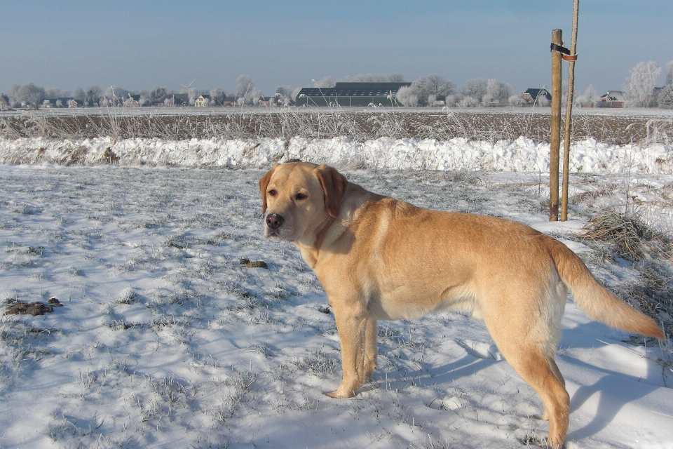 Neige chien animal de compagnie