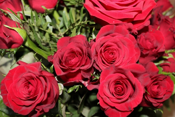 Plant flower petal bouquet Photo