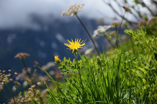 Nature grass blossom plant Photo