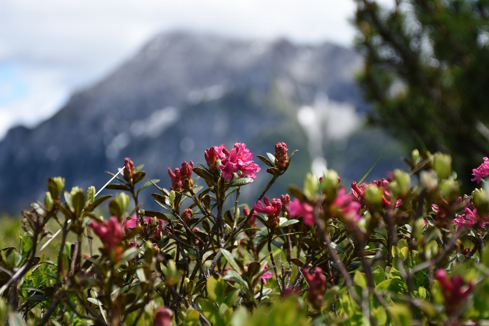 Natura fiore pianta prato
