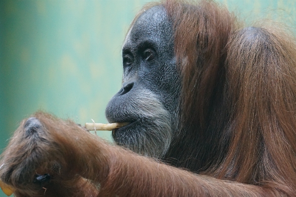 Foto Animali selvatici zoo mammifero scimmia