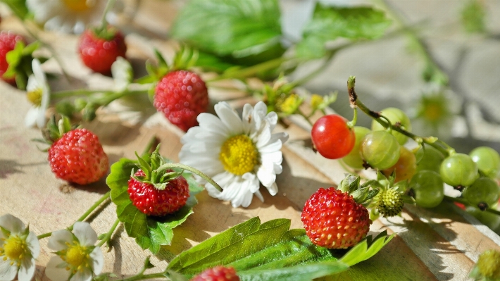 Plant fruit berry sweet Photo