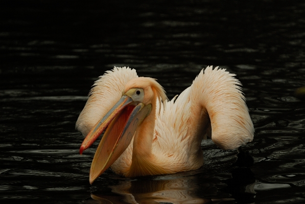 Bird wing pelican seabird Photo