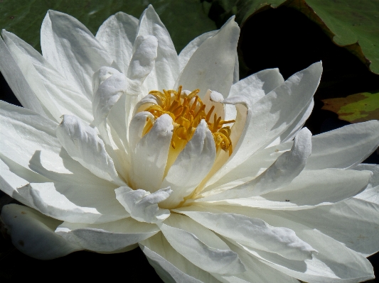 Foto Florescer plantar branco flor