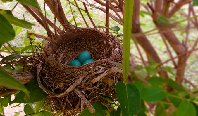 Nature branch bird flower Photo