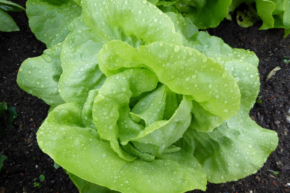 Feuille fleur nourriture salade