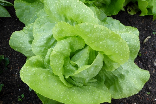 Leaf flower food salad Photo