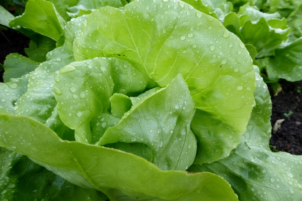 Leaf flower food salad Photo