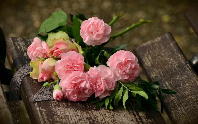 Blossom plant flower petal Photo