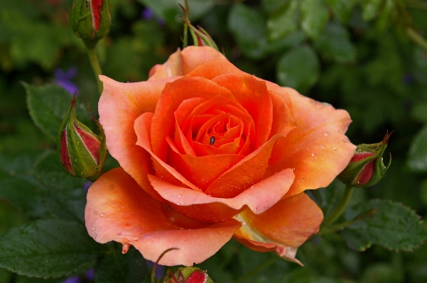 Natur blüte anlage blume Foto