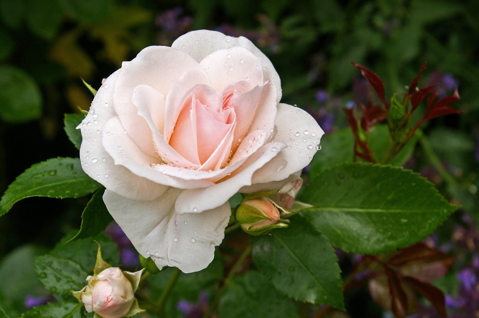 Nature blossom plant white