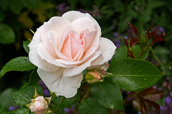 Nature blossom plant white Photo