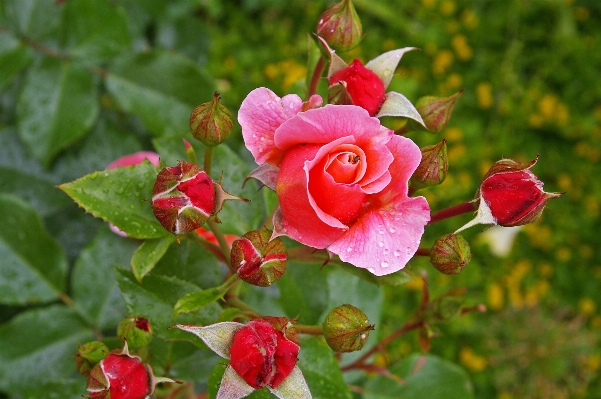 Nature blossom prickly plant Photo