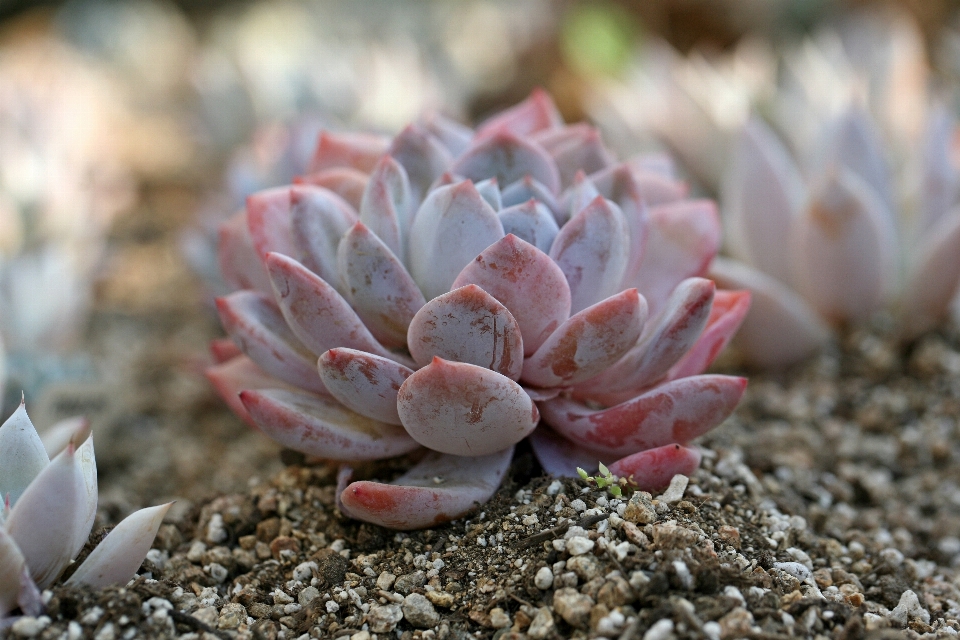 Natura fiore cactus
 pianta