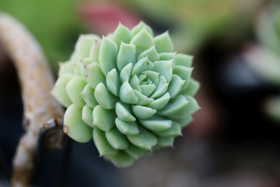 Natura cactus
 pianta fotografia