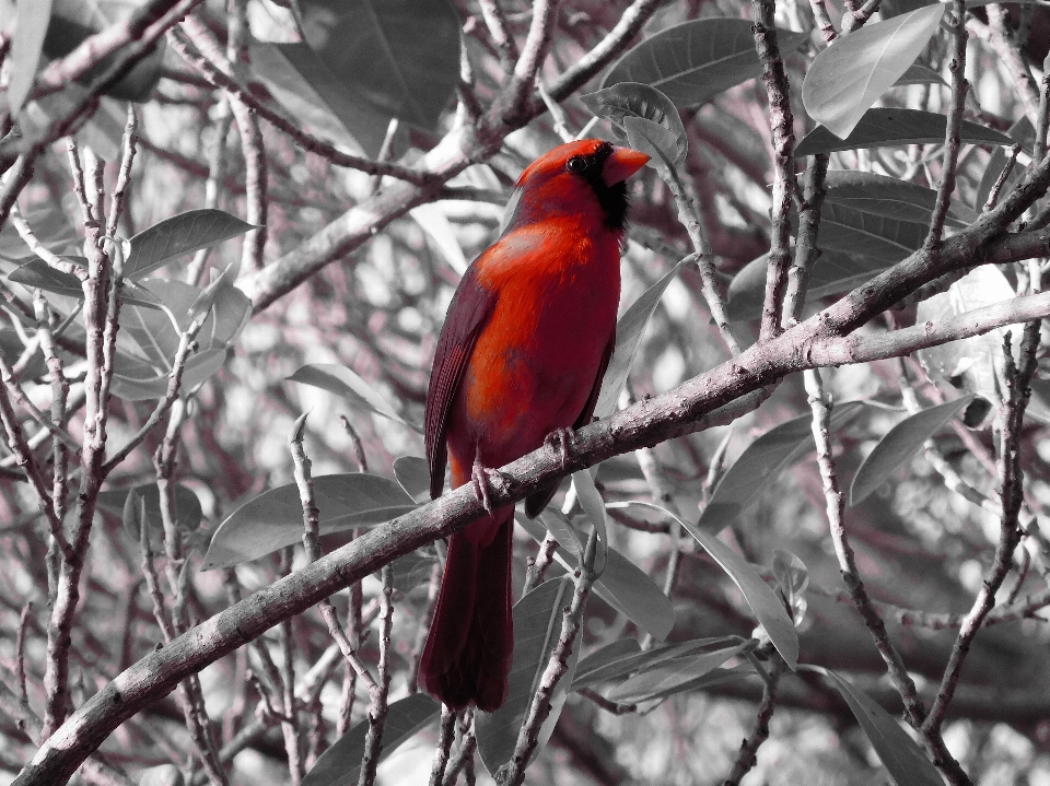 Nature branch snow winter