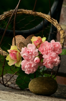 Branch blossom plant flower Photo