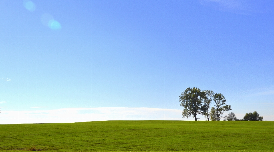 Paysage arbre nature herbe