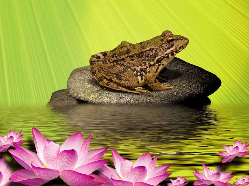 水 花 葉 咲く