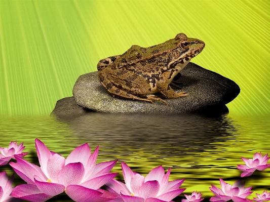 水 花 葉 咲く 写真