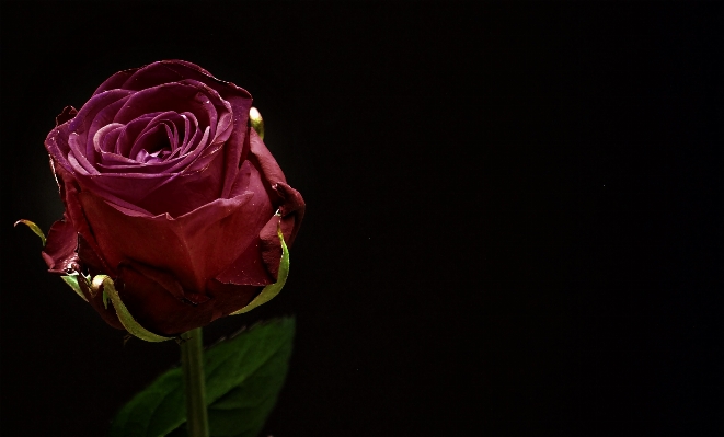 Blossom plant photography flower Photo