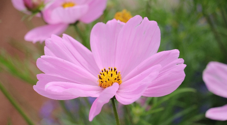 Nature blossom plant cosmos