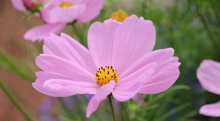 Nature blossom plant cosmos Photo