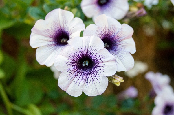 Photo Nature fleurir usine blanc