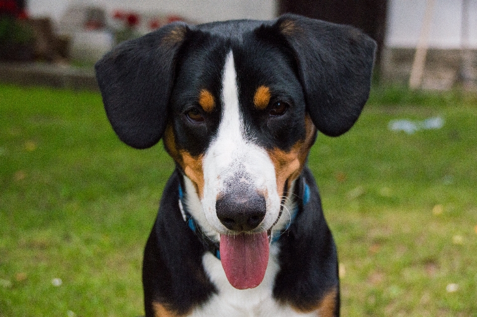 Chiot chien animal de compagnie mammifère