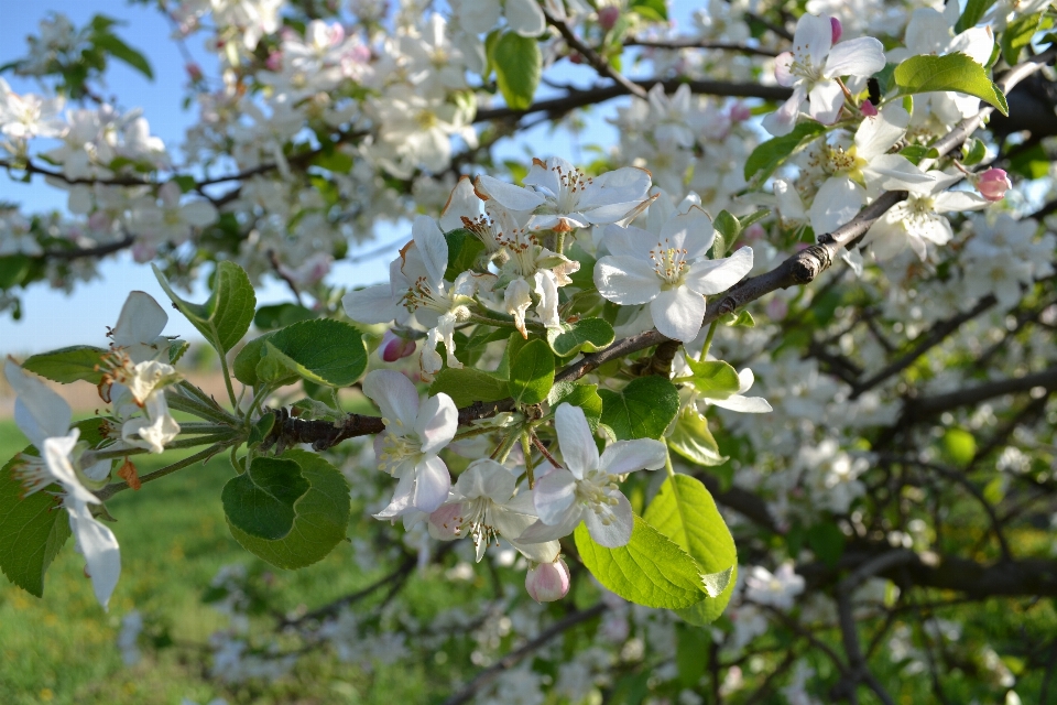 árbol naturaleza rama florecer