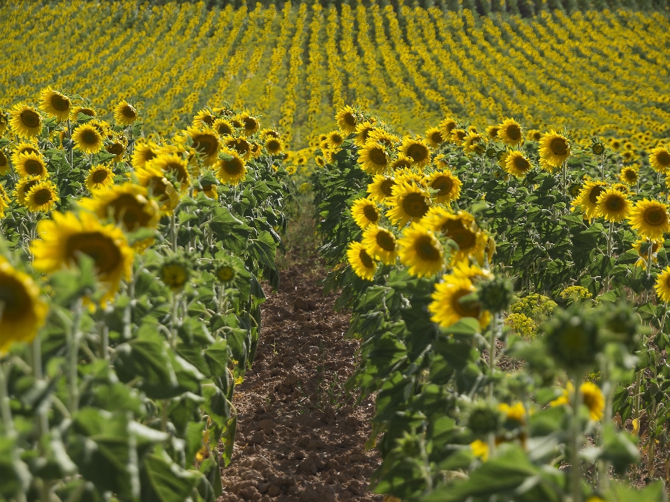 Nature plant field flower