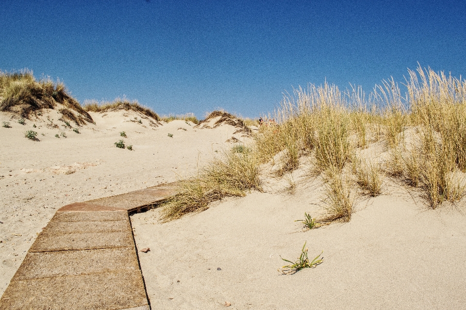 Plage paysage nature chemin