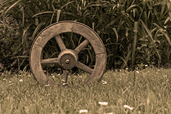 Grass lawn antique wheel Photo