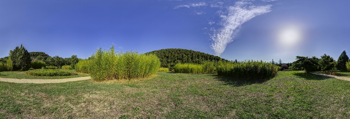 Landscape tree grass structure Photo