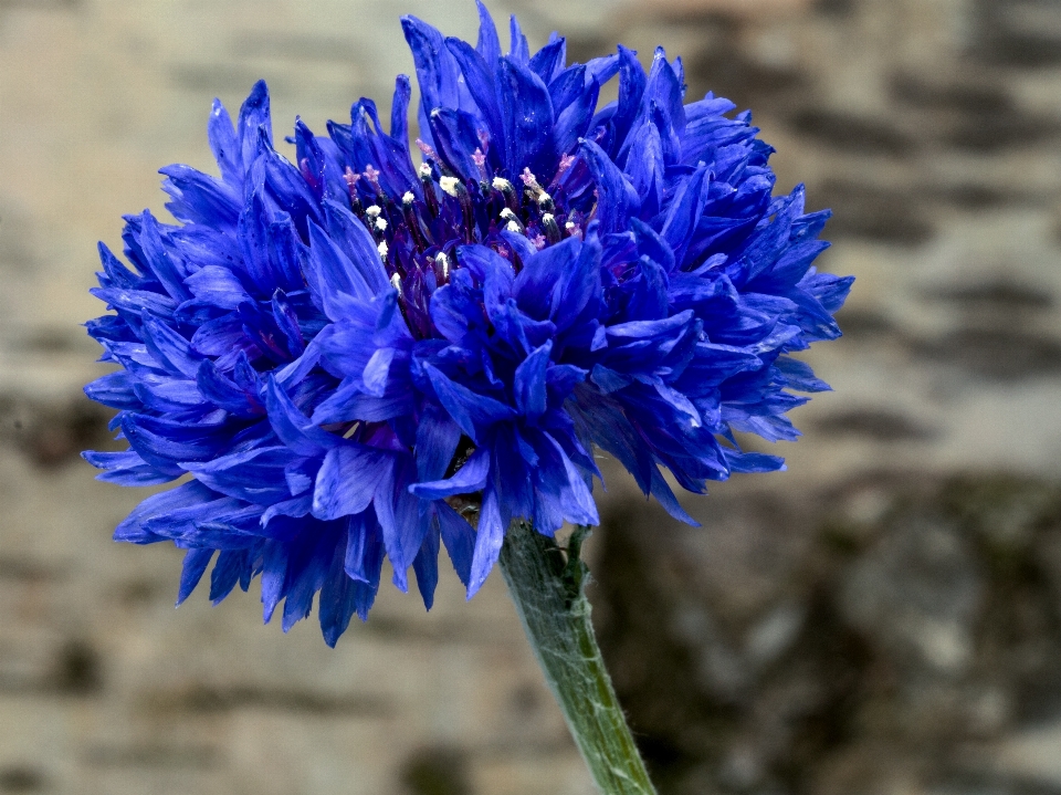 Anlage blume blütenblatt kraut