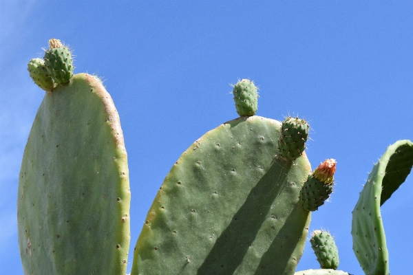 Foto Cacto
 plantar céu fruta