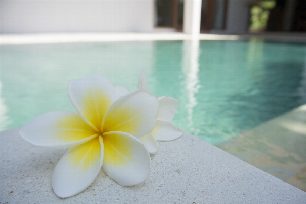 White flower petal pool Photo