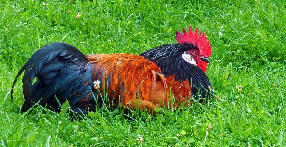 Gras vogel prärie
 schnabel