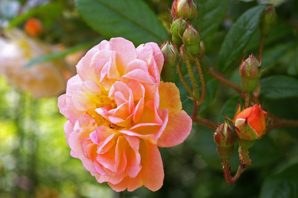 Nature blossom plant sweet