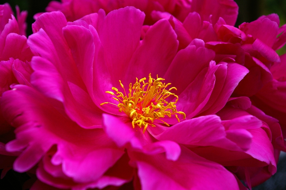 Natura fiore aprire pianta