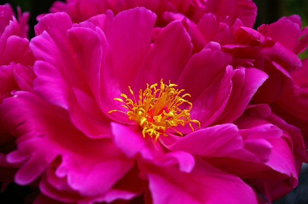 Nature blossom open plant Photo