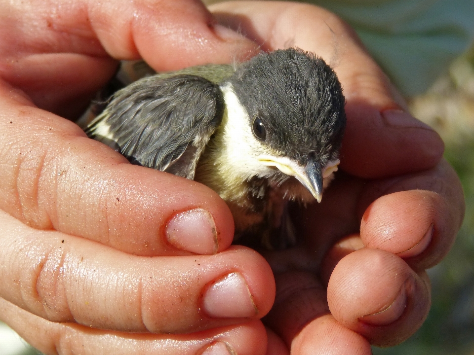 Pájaro fauna silvestre pico