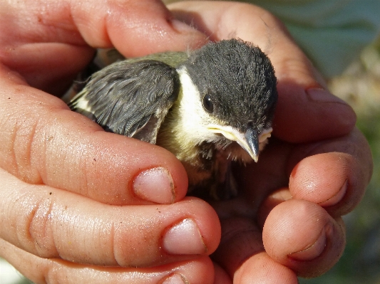 Foto Burung margasatwa paruh fauna