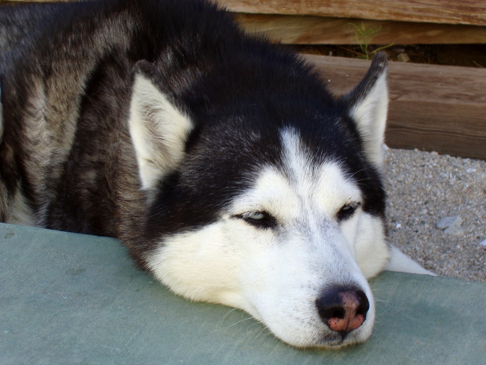 Köpek uyuyor memeli omurgalı
