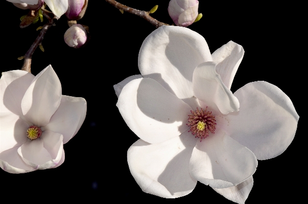 Nature blossom plant white Photo