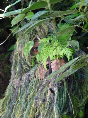 植物 葉 花 野生動物 写真